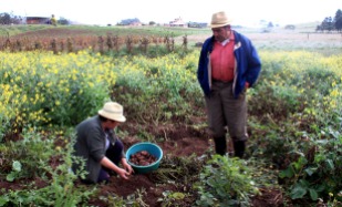 Gloria och Otoniel plockar potatis på ett fält