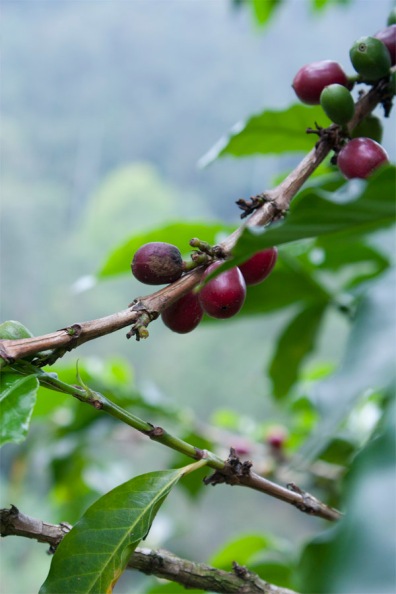 Kaffebönor på en gren
